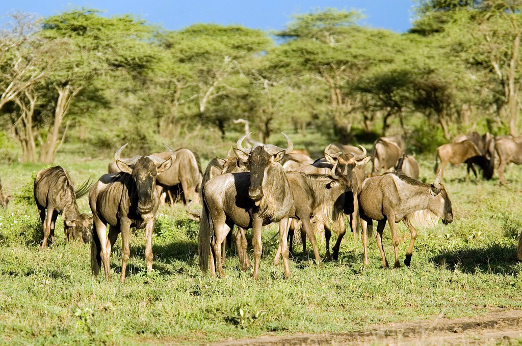 Ndutu Gnu flok21.jpg - Blue Wilderbeest (Connochaetus taurinus), Tanzania March 2006
